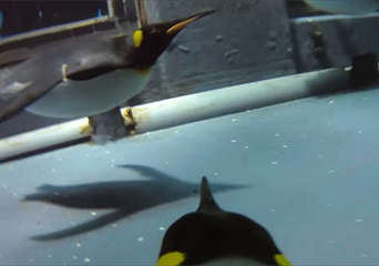 ペンギン