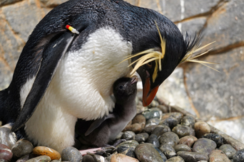 ペンギンニュースを掲載しました！
