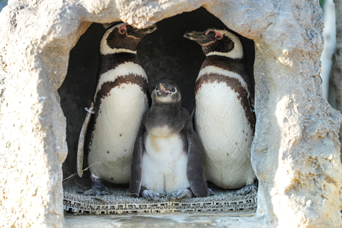 ペンギンニュースを掲載しました！