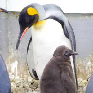 ペンギン