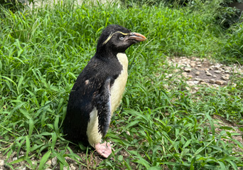 ペンギンニュースを掲載しました!