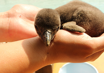 ペンギン