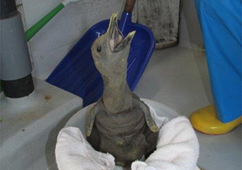 ペンギン