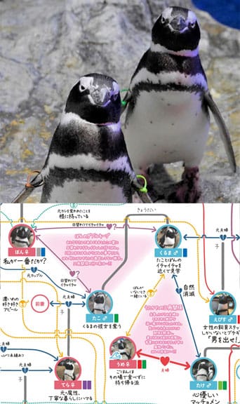個性や関係性が丸わかり「ペンギン相関図2026」公開中（すみだ水族館／東京都・京都水族館／京都府）