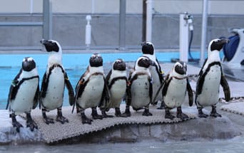 冬の人気企画「ペンギンガイド」開催中（掛川花鳥園／静岡県）