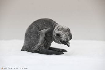 キングペンギンのヒナ誕生（アドベンチャーワールド／和歌山県）