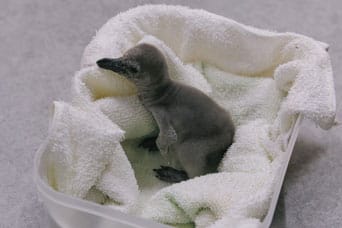 フンボルトペンギンのヒナ誕生（DMMかりゆし水族館／沖縄県）