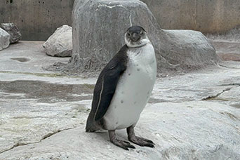 ペンギンニュースを掲載しました！