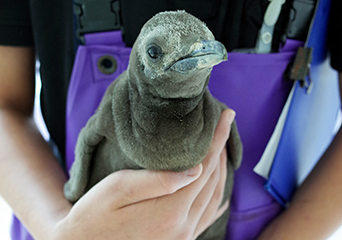 ペンギン