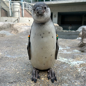 昨年11月生まれのフンボルトペンギンが展示場デビュー！（長崎ペンギン水族館／長崎県）