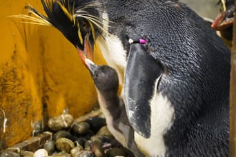 ペンギンニュースを掲載しました！