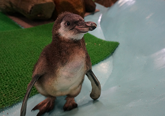 ペンギン