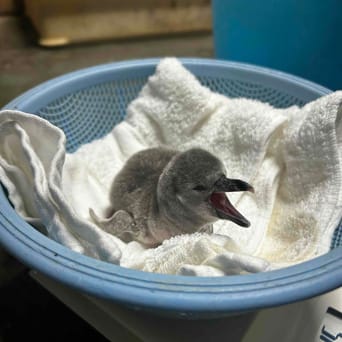 フンボルトペンギンのヒナ誕生(アクアワールド茨城県大洗水族館/茨城県)