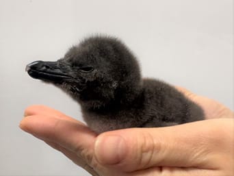 マゼランペンギンのヒナ4羽誕生!(すみだ水族館/東京都)