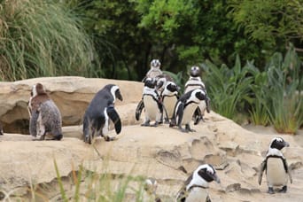 ケープペンギン展示場リニューアルオープン!(神戸どうぶつ王国/兵庫県)