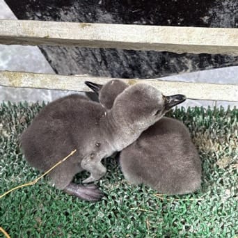 フンボルトペンギンのヒナ3羽誕生(周南市徳山動物園/山口県)