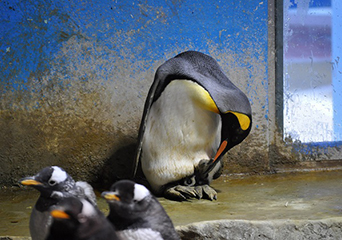 ペンギン
