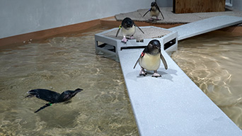 ペンギンニュースを掲載しました!