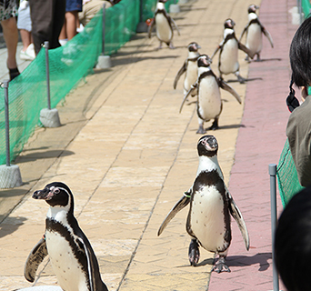 ペンギン