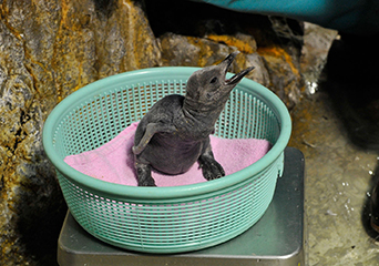 ペンギン