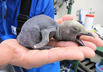 ペンギン