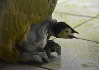 ペンギン