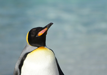 ペンギン
