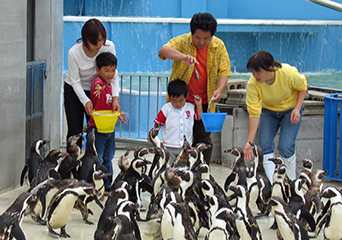ペンギン