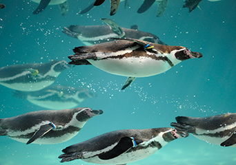 ペンギン