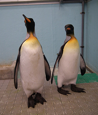 ペンギン