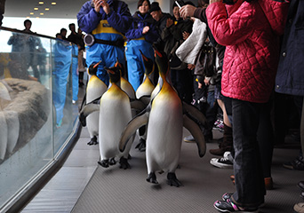 ペンギン