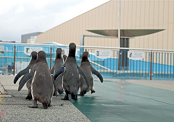 ペンギン