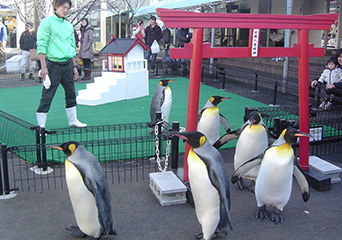 ペンギン