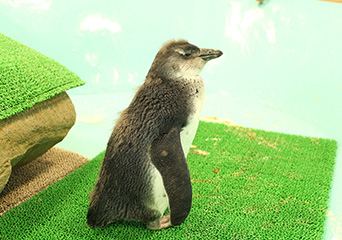 ペンギン