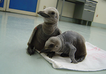 ペンギン