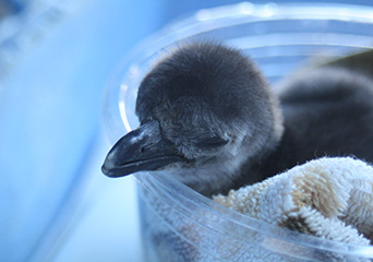 ペンギン
