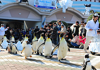ペンギン