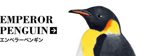 綺麗なキングペンギン コウテイペンギン 最高の花の画像