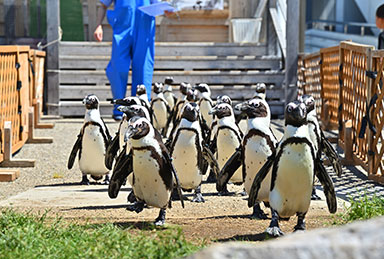 かわいいペンギンたちを間近で観察「ペンギン よちよちウォーク」