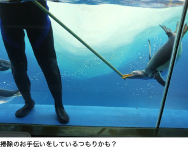 ジェンツーペンギンはいろんなものに興味しんしん！