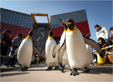 冬空の下でウサマペンギンが大行進