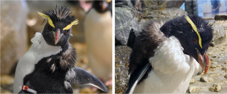 「文句あるんかいな」ドスをきかせる男前ペンギン