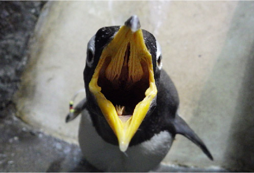 おクチぱっくり！「ゴハンちょーだい」