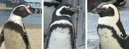 冬空の下でウサマペンギンが大行進