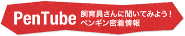 PenTube 飼育員さんに聞いてみよう! ペンギン密着情報
