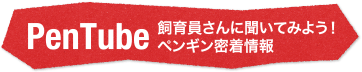 PenTube 飼育員さんに聞いてみよう！ ペンギン密着情報