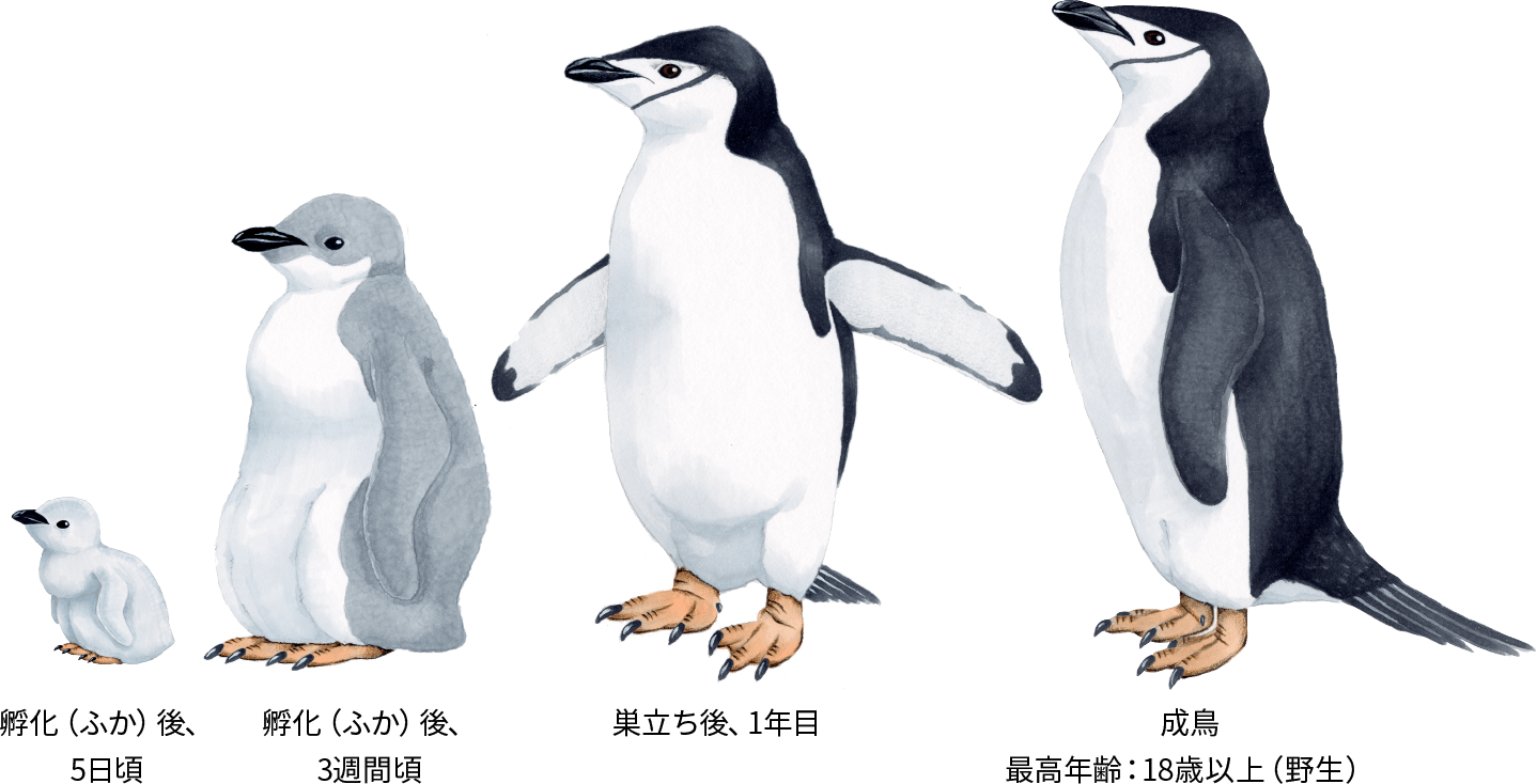 ヒゲペンギン ペンギンライブラリー ホシザキ株式会社