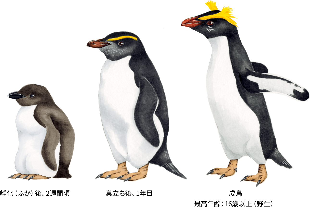 フィヨルドランドペンギン