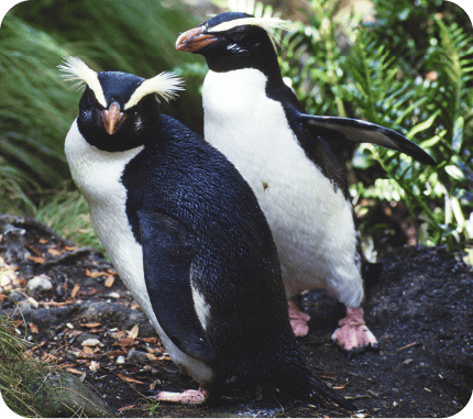 フィヨルドランドペンギン