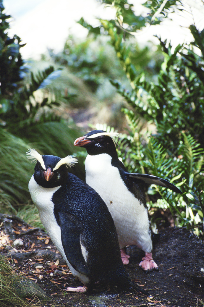 フィヨルドランドペンギン